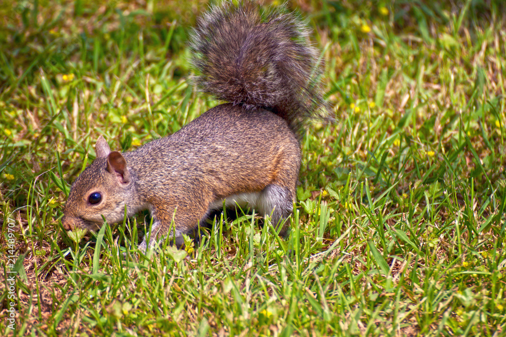 Cute squirrel in natural environment on grassland Cute squirrel in natural environment on grassland