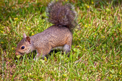 Cute squirrel in natural environment on grassland © acrogame