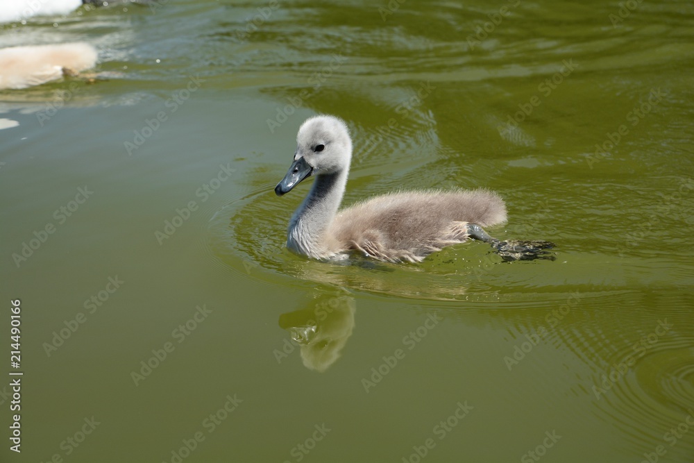 baby swan