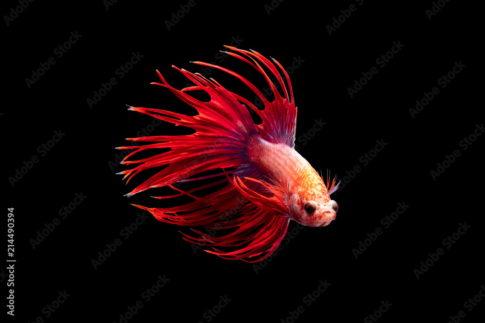 The moving moment beautiful of siamese betta fish or crown tail fish in thailand on black background. The moving moment beautiful of siamese betta fish or crown tail fish in thailand on black background.