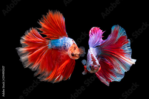 The moving moment beautiful of siamese betta fish in thailand on black background. 