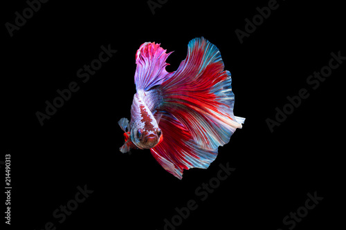 Foto The moving moment beautiful of siamese betta fish in thailand on black background