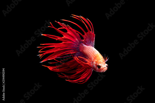 The moving moment beautiful of siamese betta fish or crown tail fish in thailand on black background. 