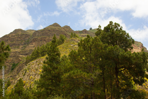 Natural parkland in Gran Canaria, Spain. Green forest with big rocky mountains views. Hiking, trekking concepts