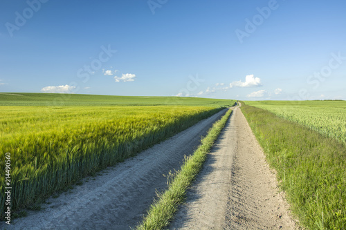 Large green barley field, rural road and blue sky