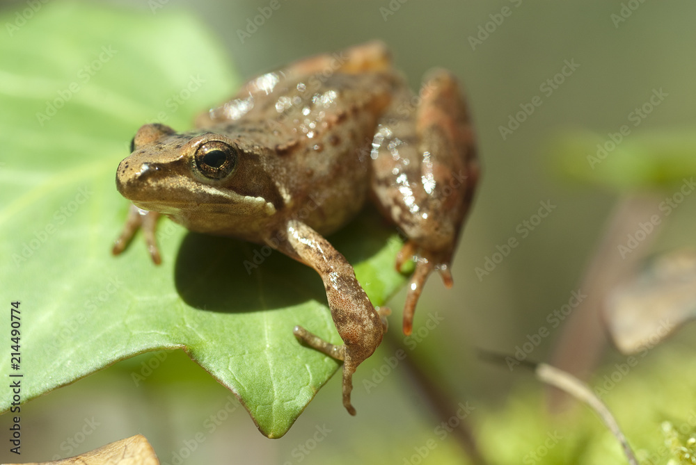 Obraz premium Iberian frog (Rana iberica) leggy frog