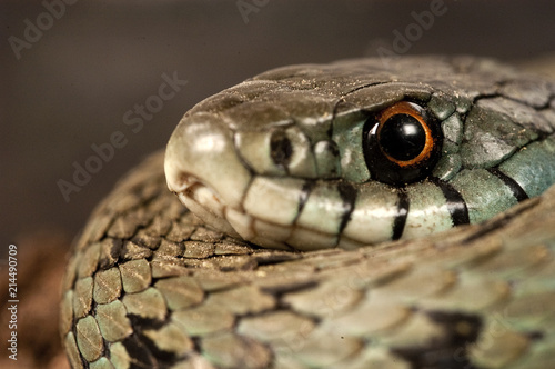 Grass Snake (Natrix natrix), eye, necklace