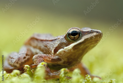 Iberian frog (Rana iberica) leggy frog photo