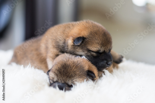 Close-up portrait of two cute newborn Shiba Inu puppies lying together on the blanket. © Anastasiia
