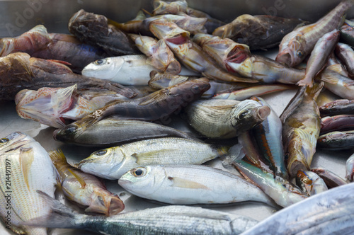fish