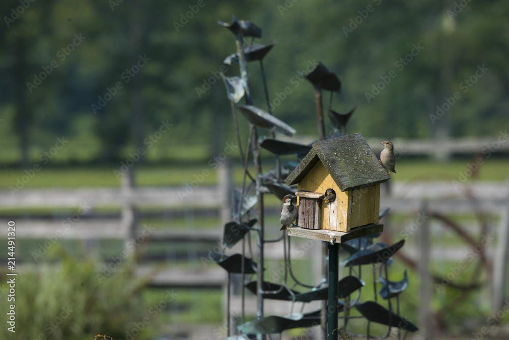 Beautiful shots of birds in a bird house