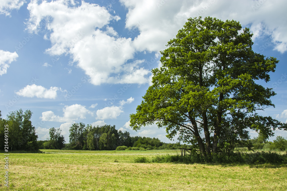 Big deciduous tree and a dry meadow Big deciduous tree and a dry meadow