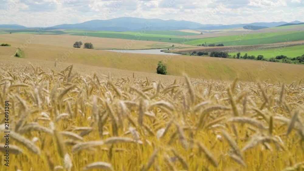 Field of golden colored barley with typical countryside of Spis region in Slovakia and Kralova hola mountain in background. Sunny summer day.