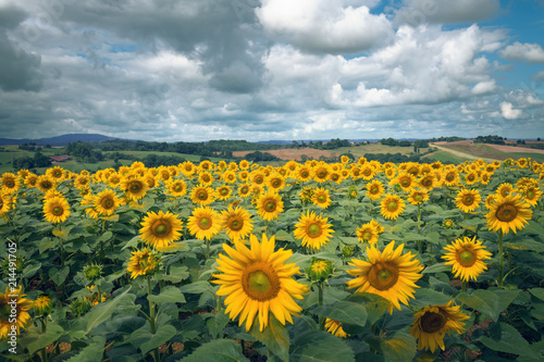 Fototapeta Naklejka Na Ścianę i Meble -  paysage avec champ de tournesol