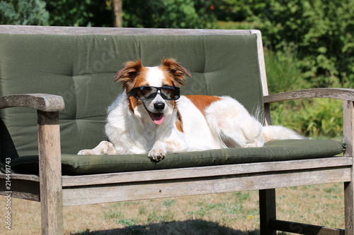 Hund liegt auf einer Bank mit Sonnenbrille