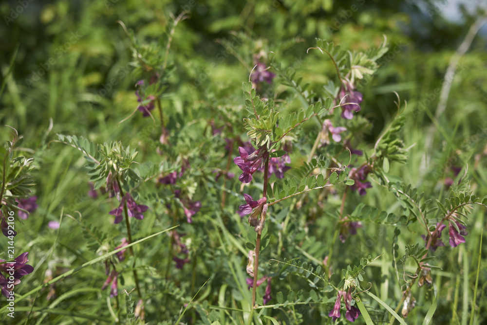 Vicia pannonica Vicia pannonica