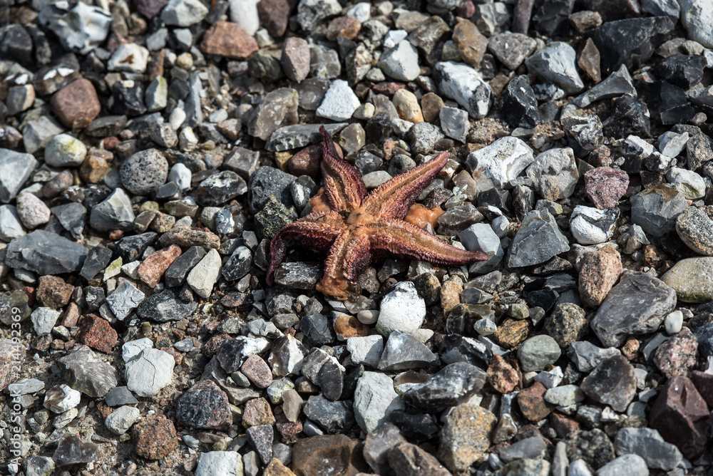 starfish on the stone background starfish on the stone background