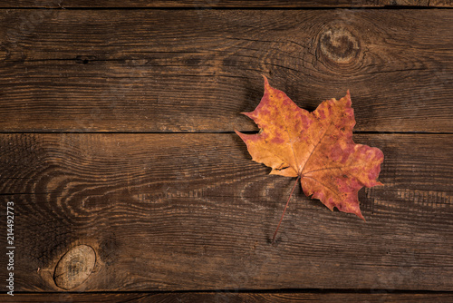 fallen dry leaf on wooden plank background