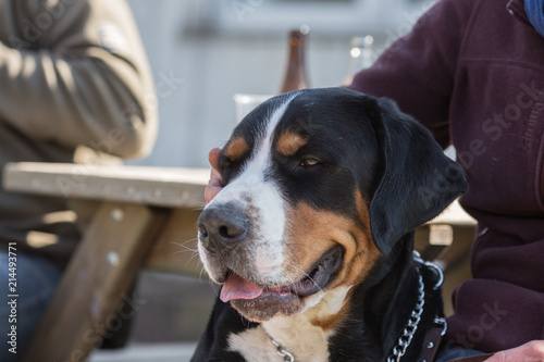 Portrait of a Swiss bouvier dog living in belgium