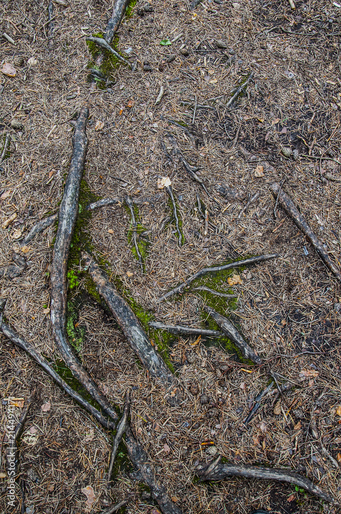 forest tree roots leaves background forest tree roots leaves background