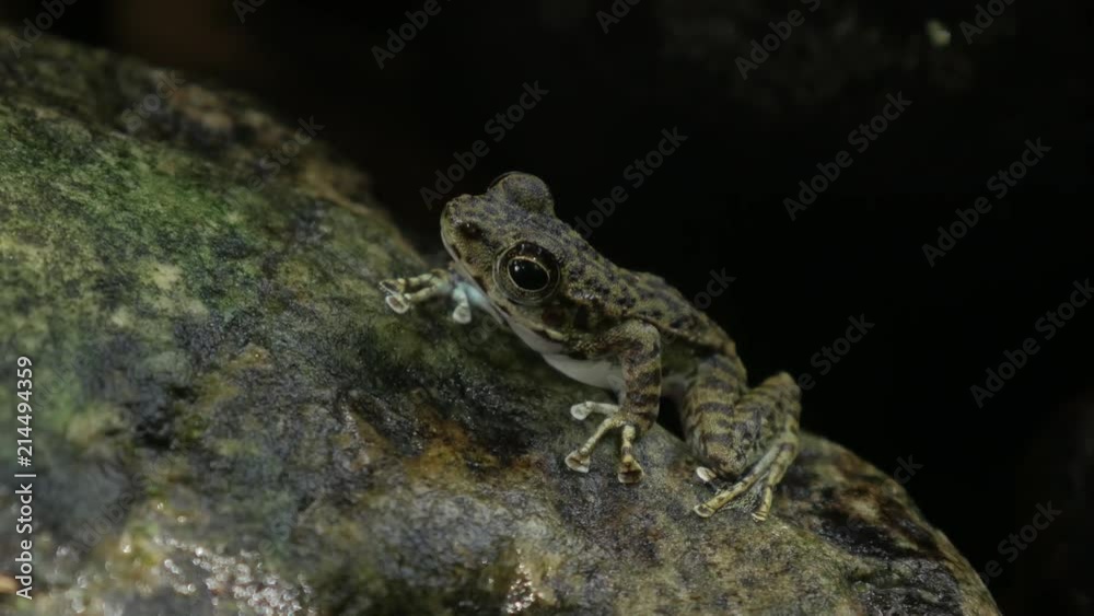 Common Tree Frog or Golden Tree Frog on rock near mountain stream creek water flowing in a forest. Common Tree Frog or Golden Tree Frog on rock near mountain stream creek water flowing in a forest.
