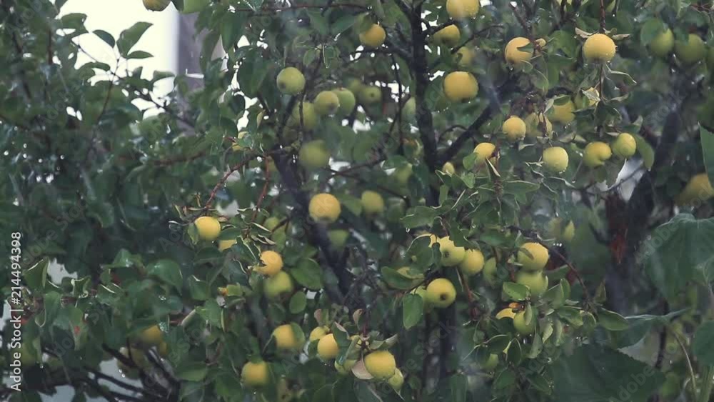 Juicy beautiful amazing nice apples on the tree branch in the shower rain with light breeze. Shallow depth of the field, slow motion toned video, 50fps.