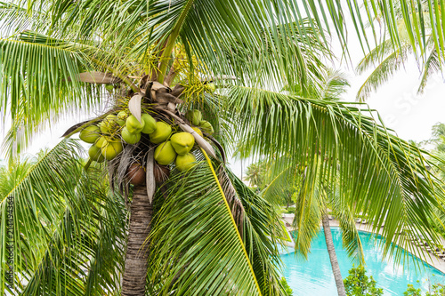 Fresh Coconut green and brown on the tree for the juice, food, beverage and drink.