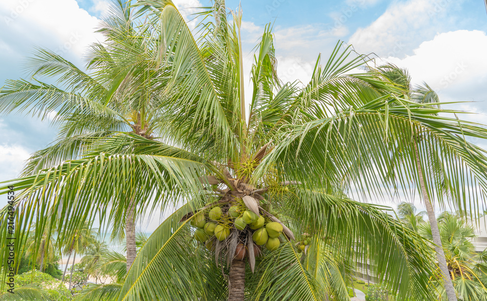Fototapeta premium Fresh Coconut green and brown on the tree for the juice, food, beverage and drink.