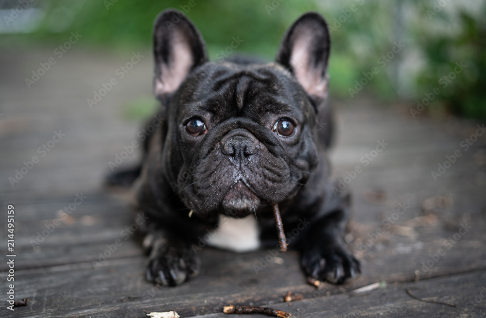 Fototapeta premium French Bulldog playing outside