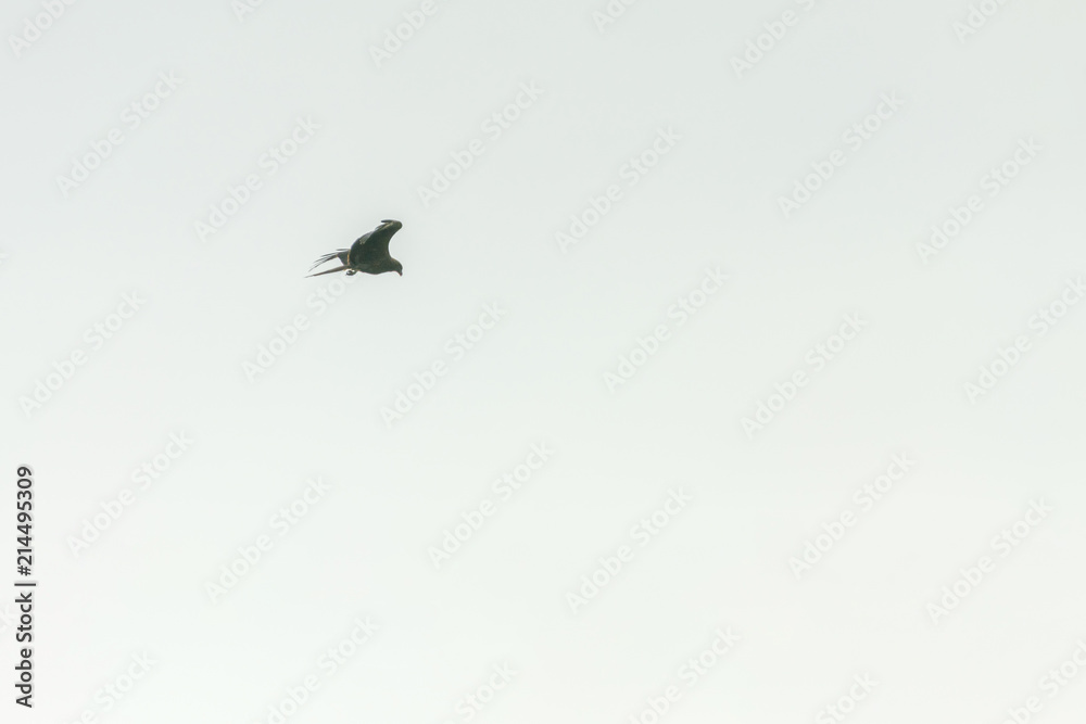 Obraz premium Hawk in the sky