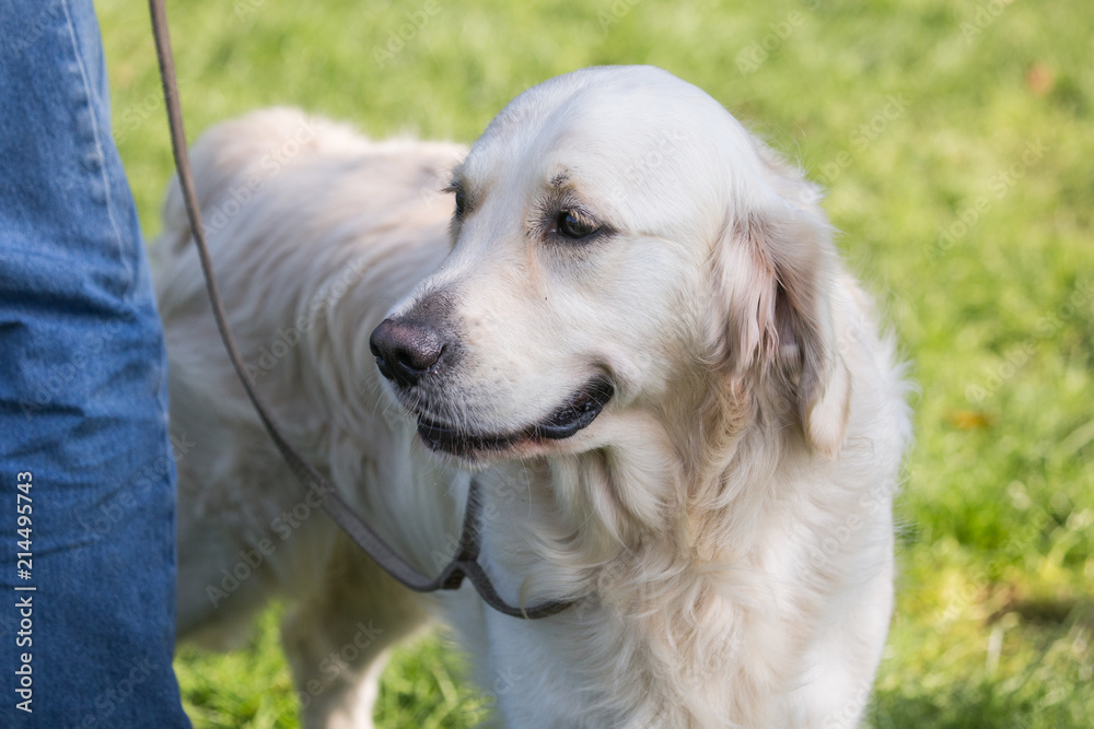 Portrait of a golden retrievers dog living in belgium