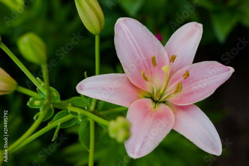 Beautiful flowers of a gently pink lily in a green garden. Buds of lilies