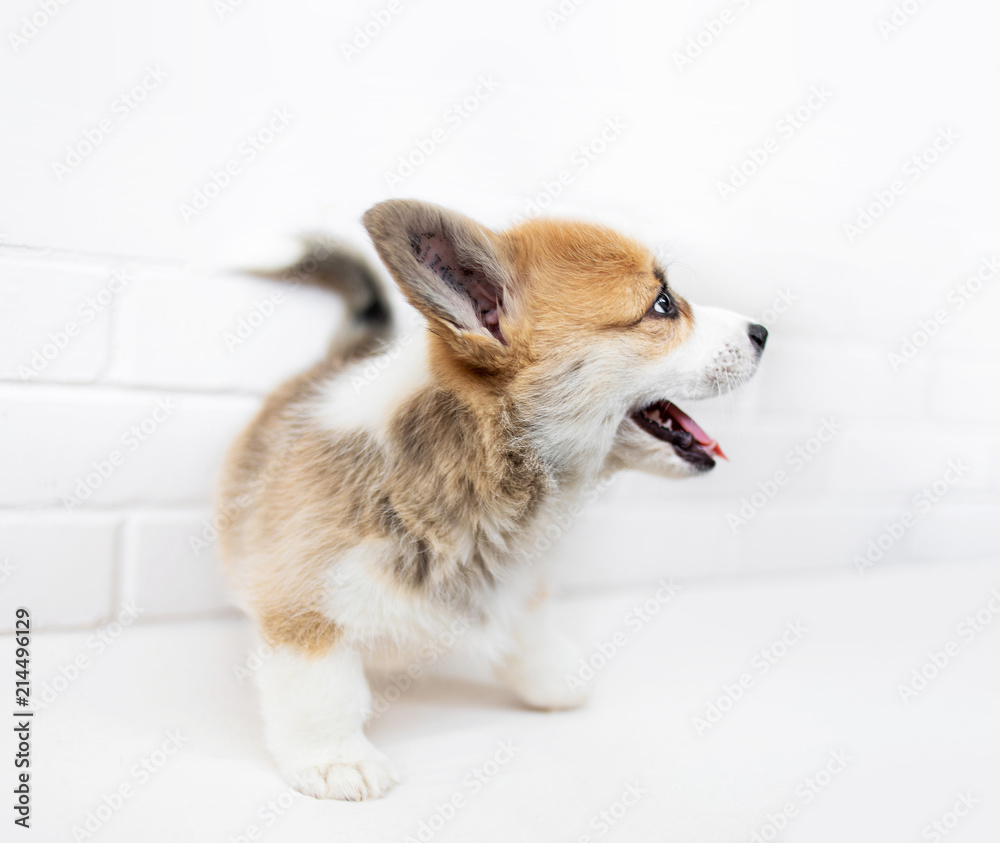 Cute Puppy on white background. Calm beautiful puppy dog looking up. Cute Puppy on white background. Calm beautiful puppy dog looking up.