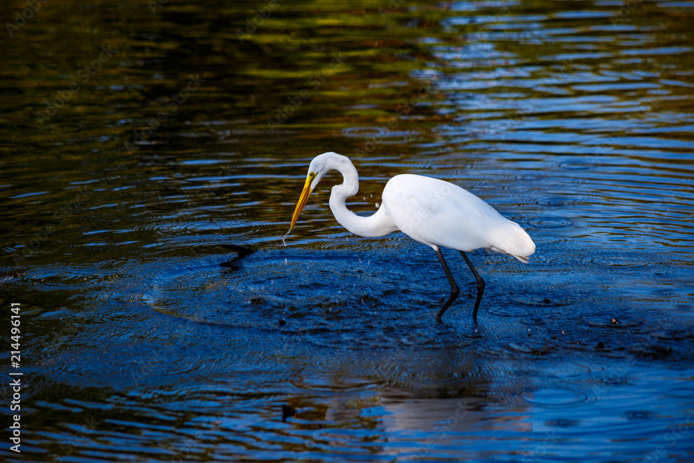 Naklejka premium White Egret Fishing