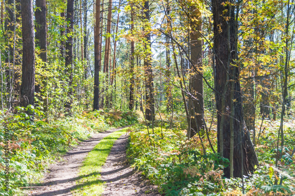 Fototapeta premium Forest road in the early autumn