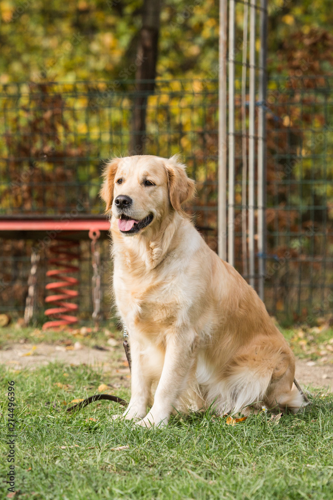 Portrait of a golden retrievers dog living in belgium Portrait of a golden retrievers dog living in belgium