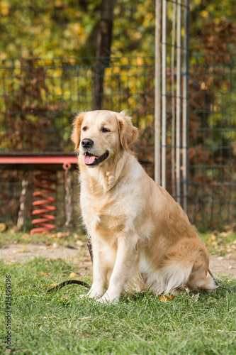 Portrait of a golden retrievers dog living in belgium