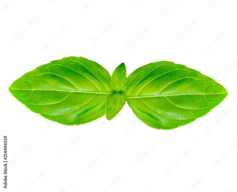 Isolated Basil leaf Macro. Fresh green basil leaves on white background. Isolated Basil leaf Macro. Fresh green basil leaves on white background.