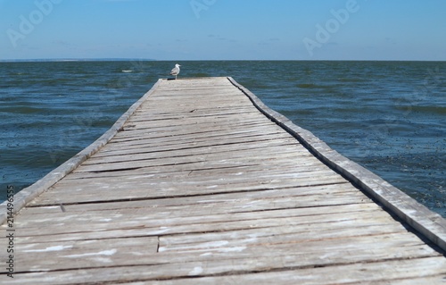 a wooden pier that goes into the sea, a gull and a blue sky