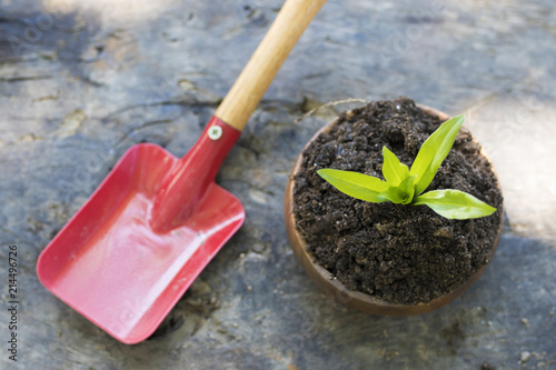 plant in the flowerpot and gardening tools