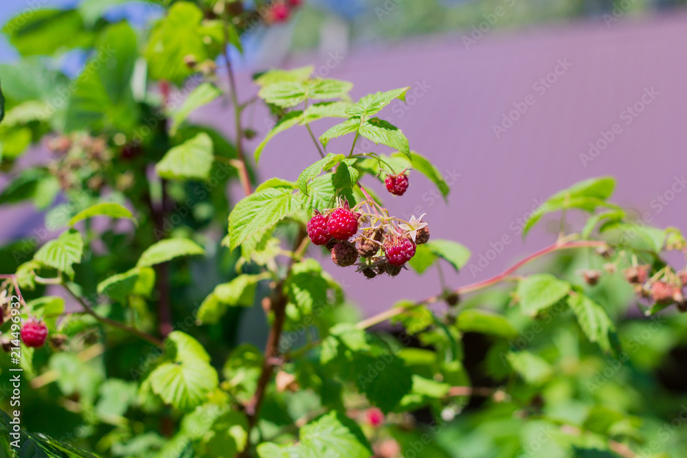 raspberry Bush with berries in the garden raspberry Bush with berries in the garden