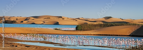 Flock of flamingos in a lagoon on Pelican Point, Walvis Bay, Namibia