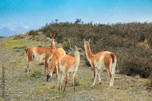 Four guanacos are walking near road. Torres del Paine national park. Altiplano, Chile. Patagonia