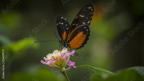 Heliconius Doris Butterfly © Felix Pergande