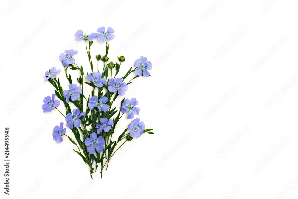 Flowers and capsule with seed flax ( Linum usitatissimum ) common names: common flax or linseed on a white background with space for text. Top view, flat lay Flowers and capsule with seed flax ( Linum usitatissimum ) common names: common flax or linseed on a white background with space for text. Top view, flat lay