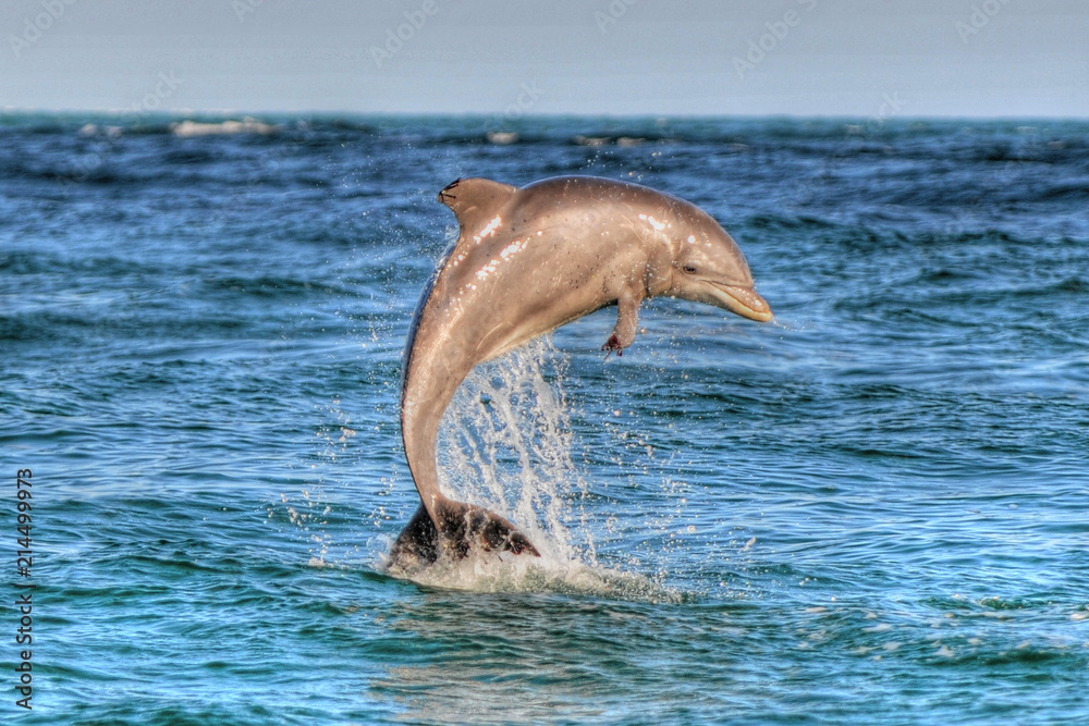 Naklejka premium Dolphin jumping in Panama City Beach, Fl
