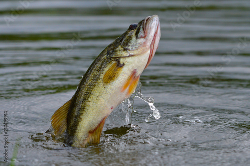 Largemouth Bass, Panama City Beach, Fl