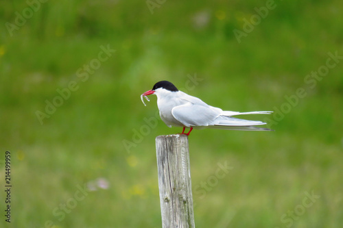 Arctic tern holding a small fish in its beak, reykjanes peninsula, Iceland © The World Traveller