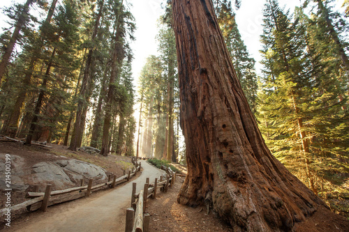 Sunset in Sequoia national park in California, USA