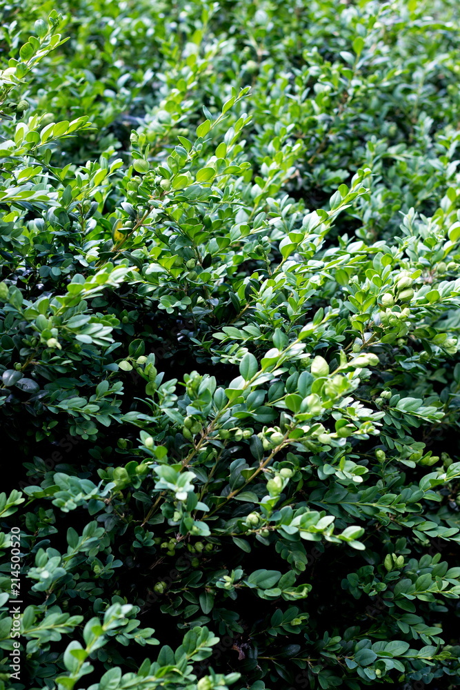 Green plants background Green plants background